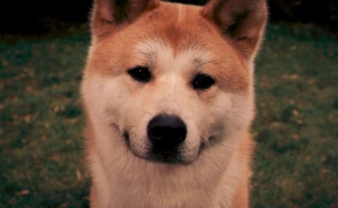 小心！这九大致死原因很容易从铲屎官手上掳走狗子！