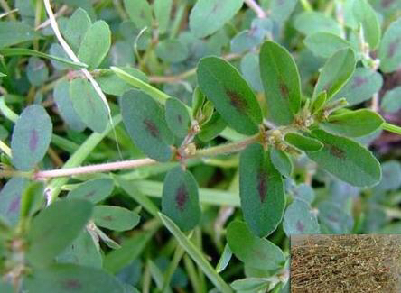 中药地锦草治什么,中药材地锦草