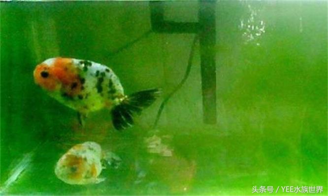 小池塘古法养鱼,古法养鱼小池塘