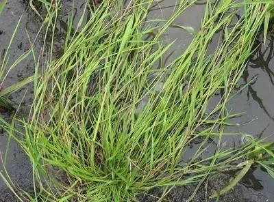 草田杂草实图及名称,地里的野菜不认识拍照片怎么查