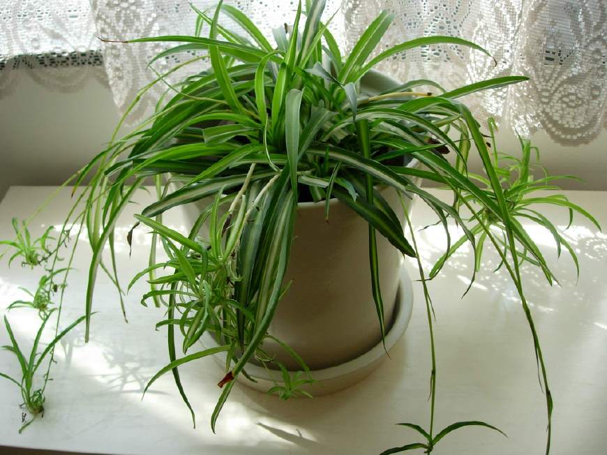 适合室内养的一年四季小绿植,冬季家里懒人好养殖的室内绿植