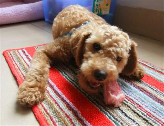 泰迪狗乱叫扰民怎么办,泰迪吵闹