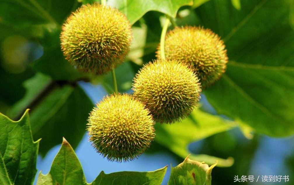 各种花的寓意及花语代表爱,黄玫瑰代表着哪些花语和寓意
