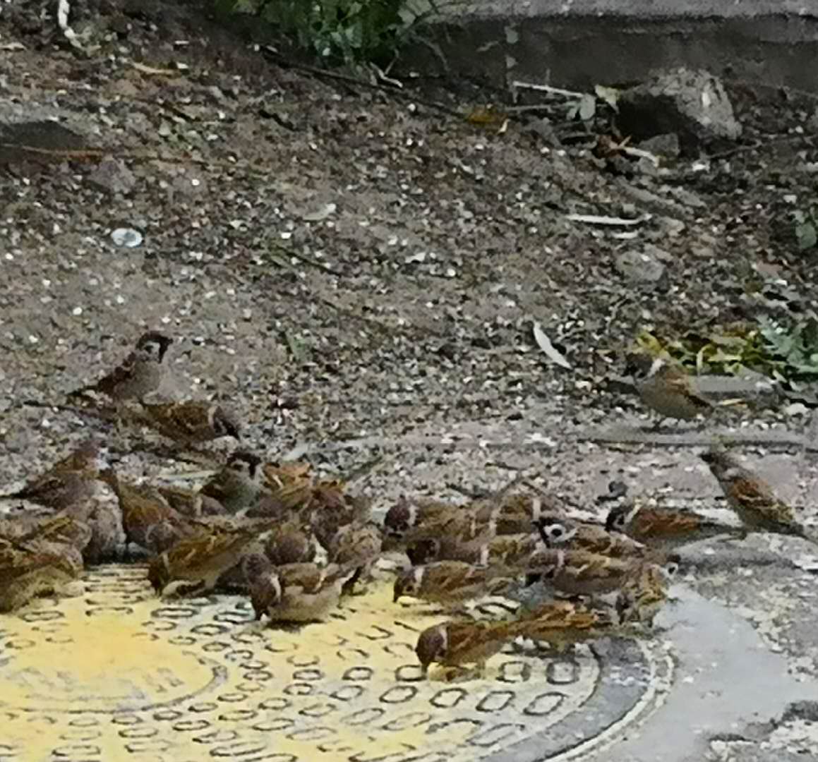 哈尔滨喂麻雀,麻雀一年能孵化多少只