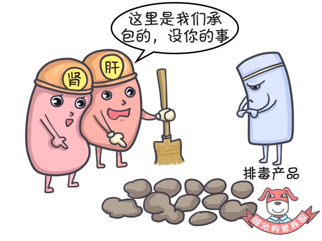 大麦若叶和清肠丸哪个效果好,大麦若叶酵素青汁能清肠吗