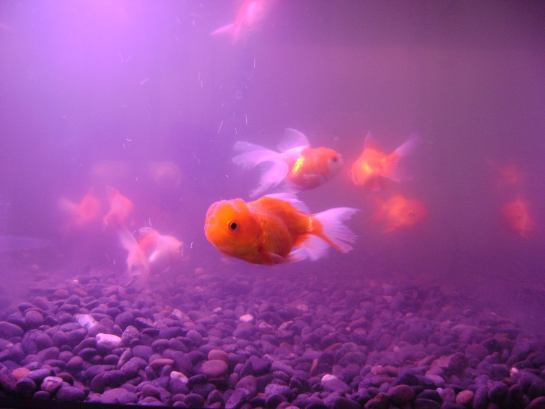 支付宝锦鲤营销分析,锦鲤支付宝营销方案