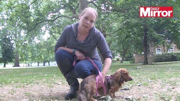 正确撸狗教程图,正确撸狗教学