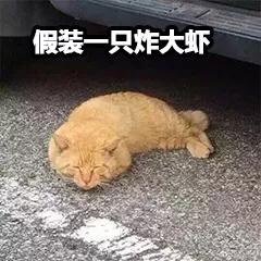 喵星人的黑下巴真的是因为脏的吗？