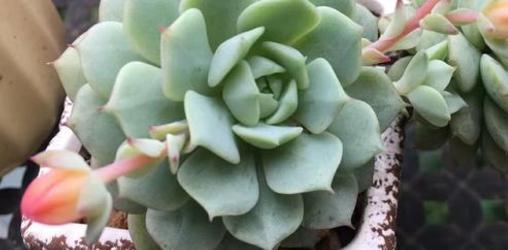 多肉佛珠为什么不好,多肉佛珠状态差怎么处理