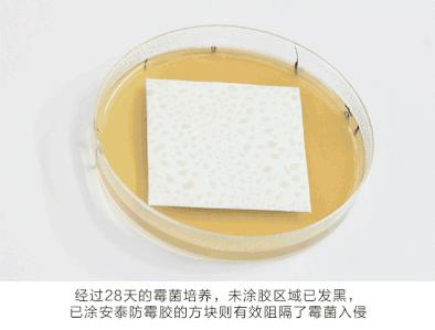 正宗厨卫防霉胶常用解决方案,厨卫最佳的防霉胶