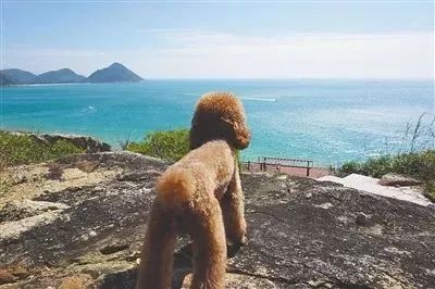 带狗能自驾游海南吗,海南环岛游15天攻略自驾游