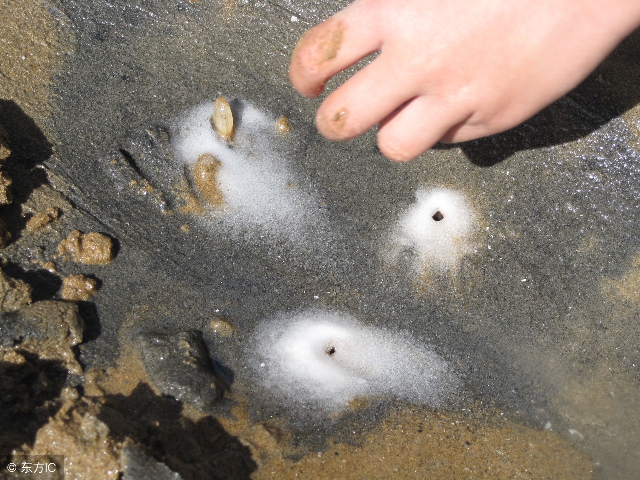 蛏子的含碘量高吗,蛏子肉质肥厚