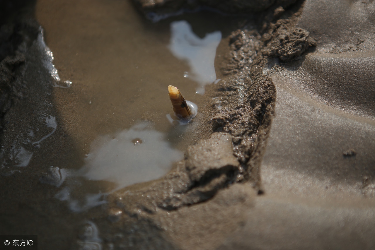 蛏子的含碘量高吗,蛏子肉质肥厚