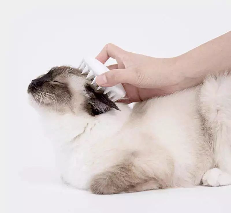 哈哈哈哈哈哈哈哈这届猫奴的智商有点高!