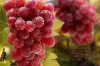 辽宁盛产什么水果,辽宁省各市食物特色