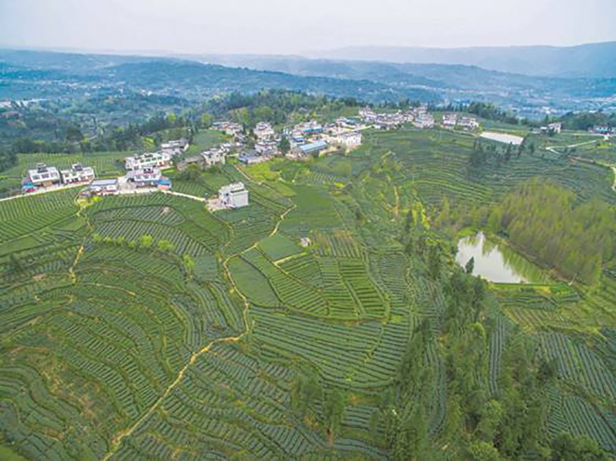 战旗村国家级乡村振兴示范村 (四川战旗村乡村振兴调研报告)