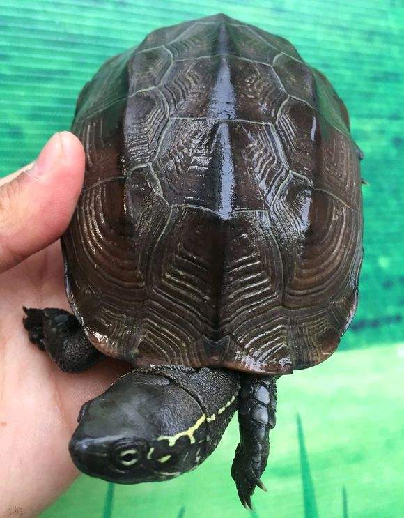 天冷怎么养龟最好,天冷怎么养龟比较好