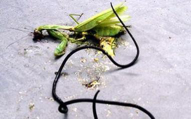 中国的铁线虫是入侵物种吗,铁线虫入侵是真实事件吗