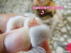 猫咪不让剪毛球怎么办,怎样给猫咪剪指甲不抓人