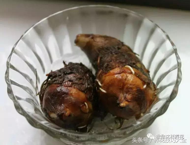 盆栽花生的变化,最好看的盆栽花生