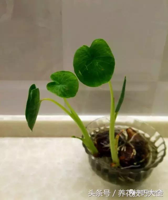 盆栽花生的变化,最好看的盆栽花生