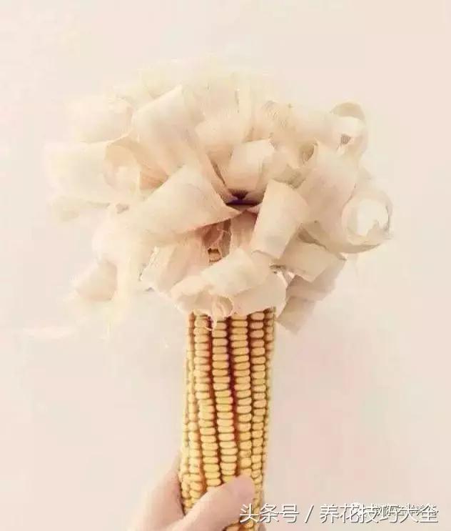 盆栽花生的变化,最好看的盆栽花生