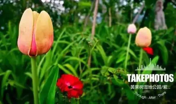 全国热度排名第3，黄果树凭什么被高德地图“盯上”？