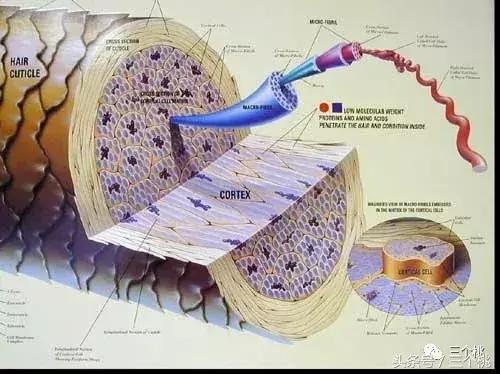 测评百元吹风机,几款网红吹风机测评