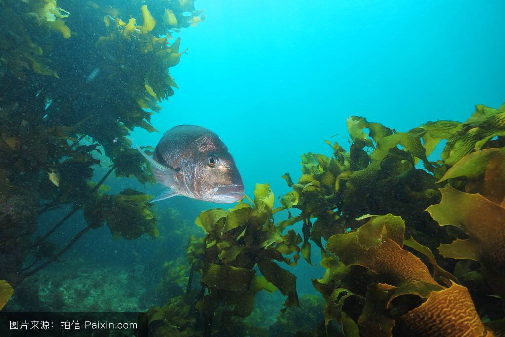 中药材昆布与昆布区别,中药材昆布可以食用吗