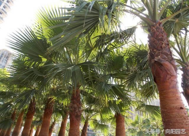 养花首先要养土,养花先养根合理的配土很重要