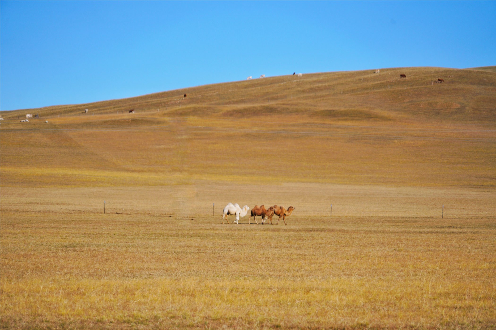 锡林郭勒大草原冬天旅游攻略,锡林郭勒大草原旅游攻略全部