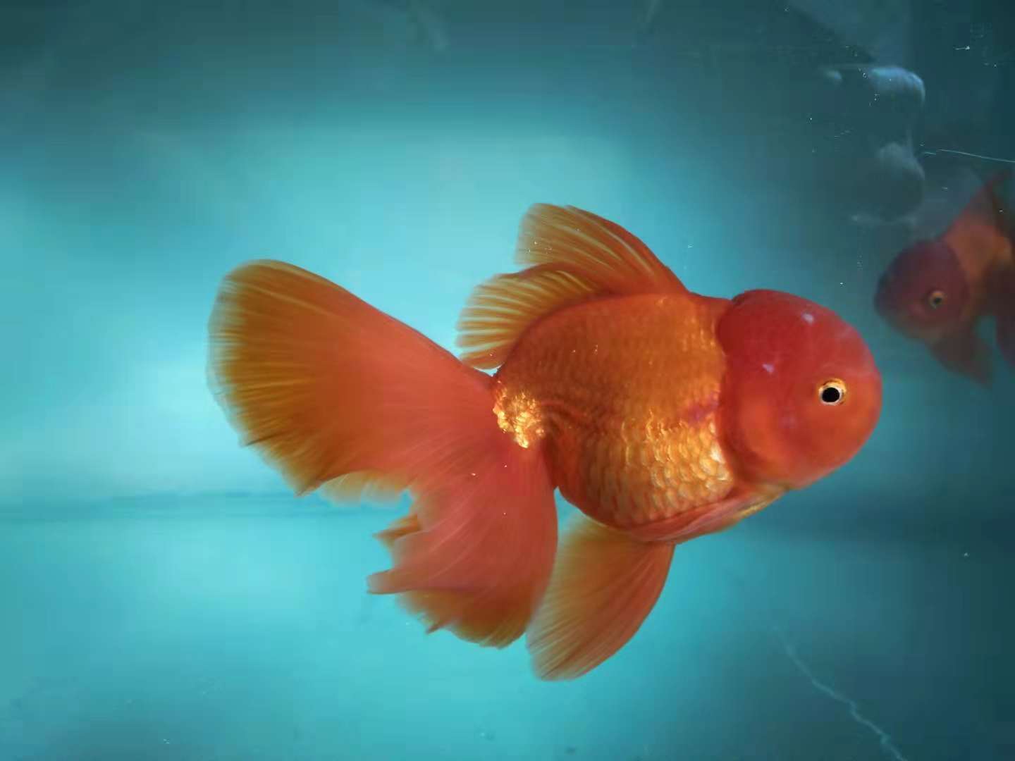 鱼缸用硝化细菌还需要用净水剂吗,30*20*30的鱼缸放几粒硝化细菌