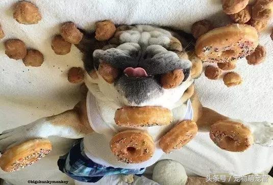 切记这几种食物不宜久放于冰箱,30种狗狗不能吃的食物喂狗误区