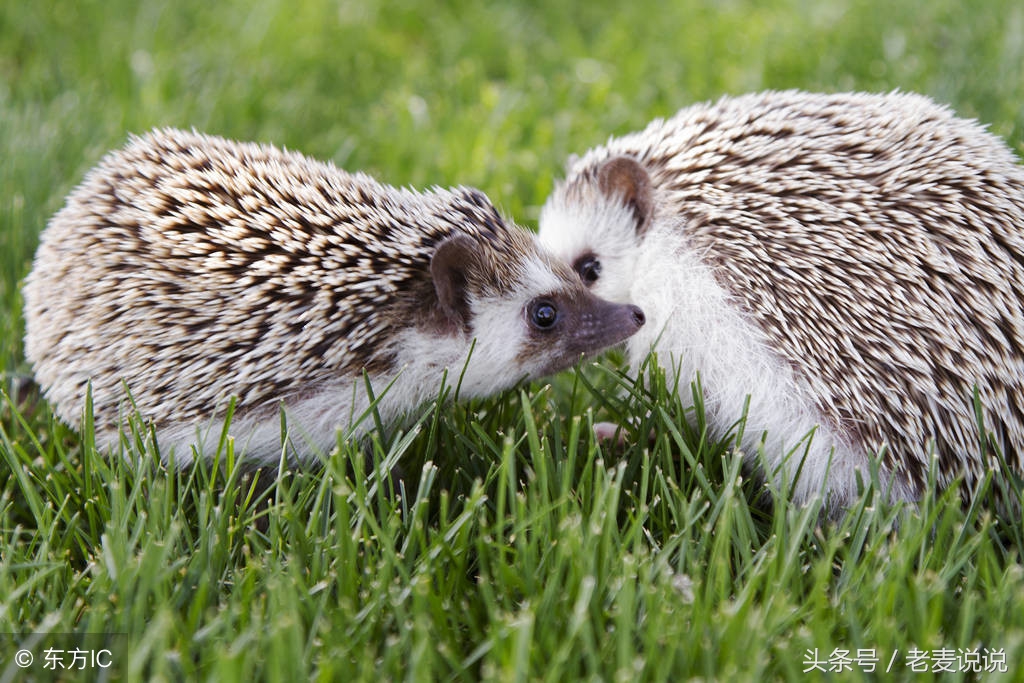 老麦说出马仙,老麦说说出马前症状