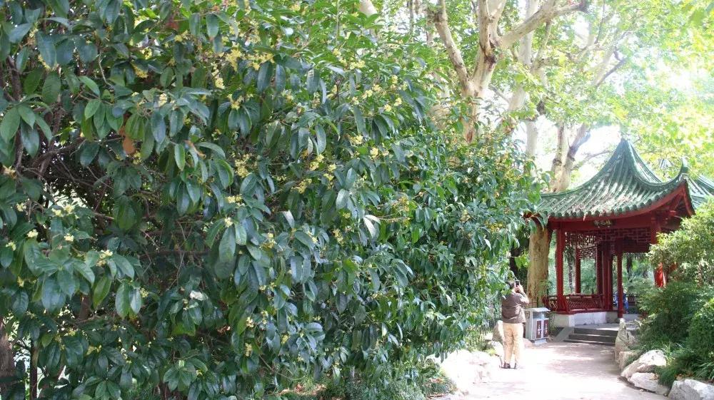 赏桂好去处,金秋赏桂好去处