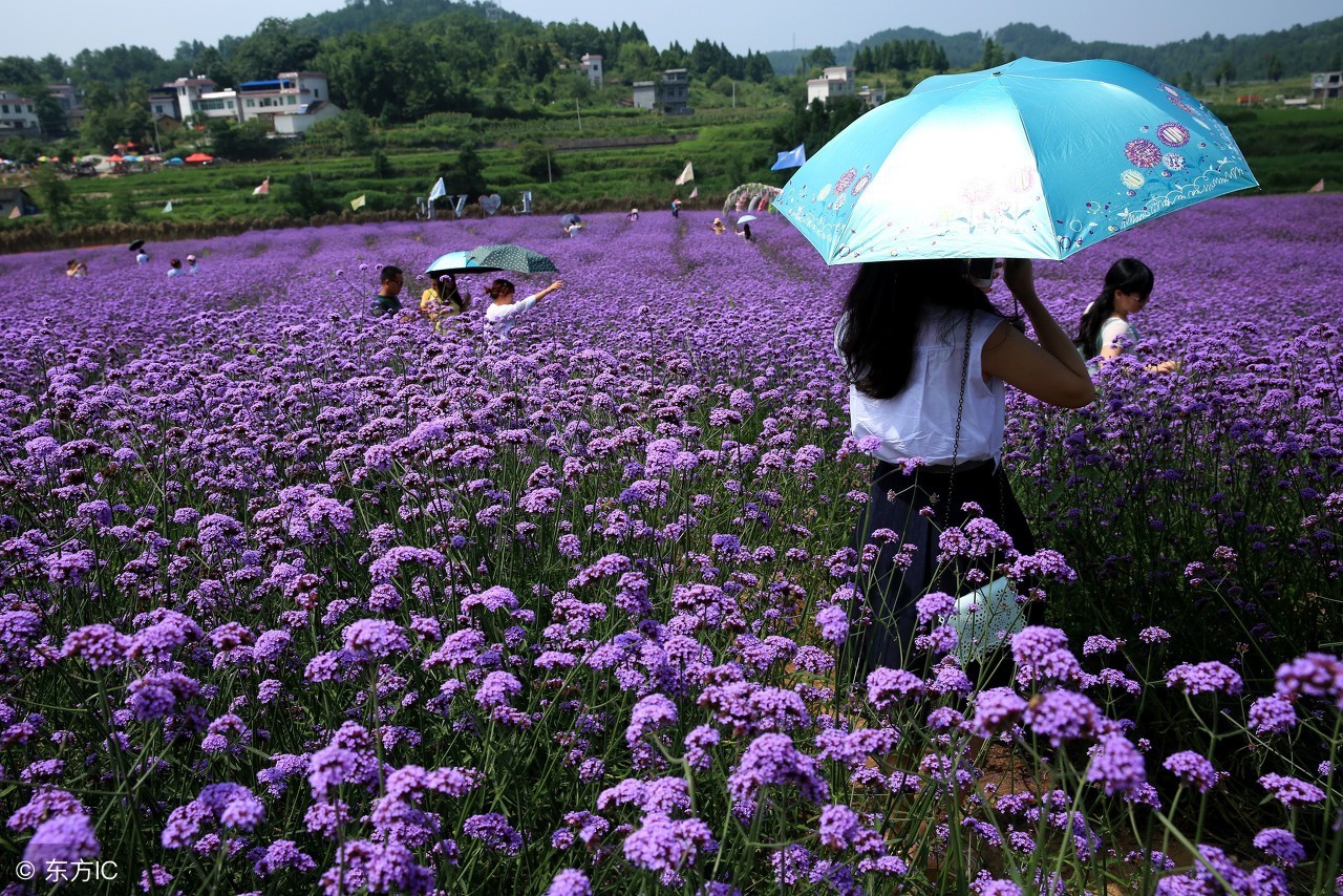 最美薰衣草庄园,北京薰衣草花海