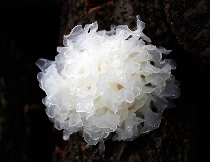 celine以前什么水平,celine之前和现在