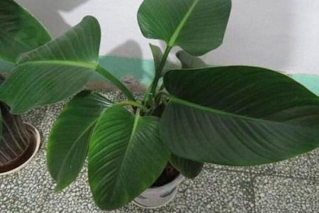 如何让金钻叶子直立,金钻怎么养叶片不耷拉