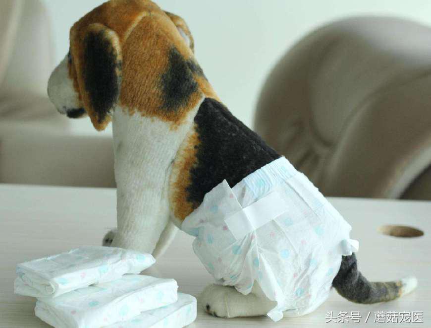 狗狗身上有臭味教你几招轻松解决,狗狗浑身散发着酸臭味是为什么
