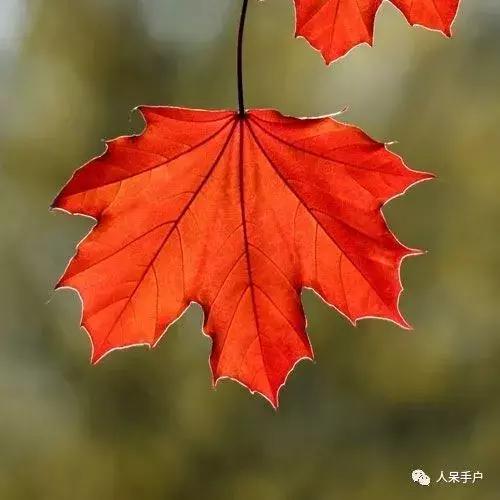 秋天到底是什么颜色的呢,秋天和秋雨是一种什么样的颜色