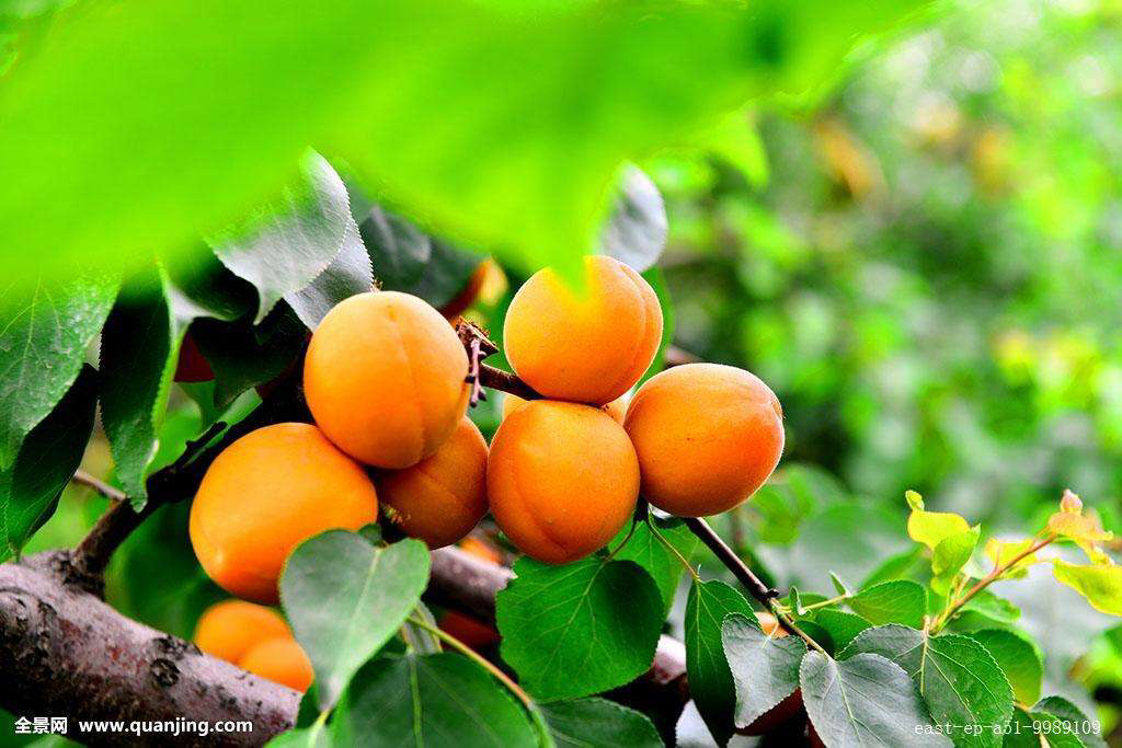 中药材梅杏,中药材杏仁加工