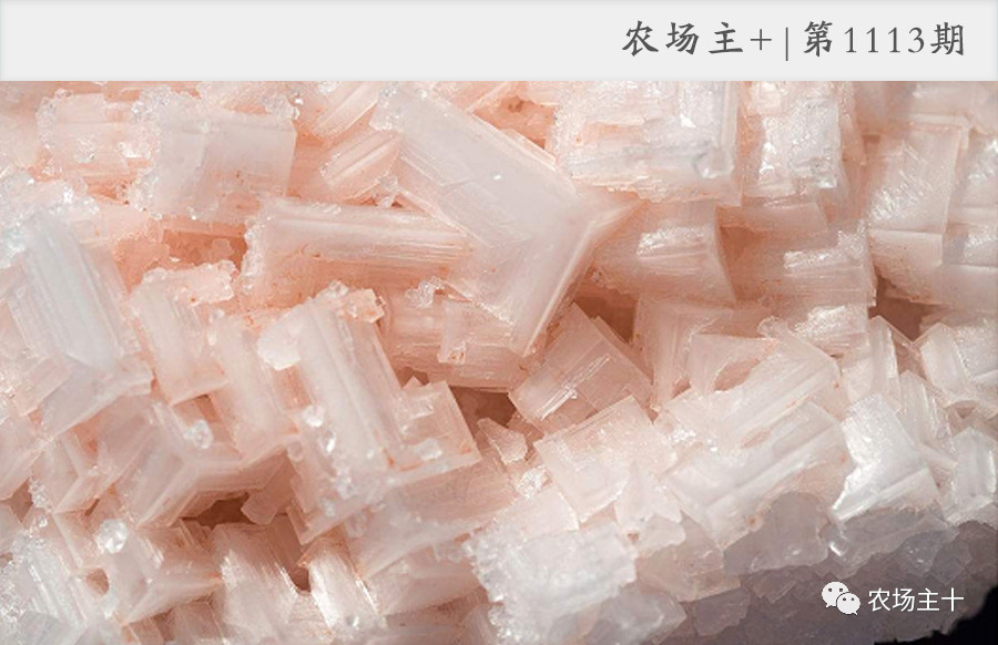 日本卖不掉的食品出现在中国,日本在中国卖的天价的东西