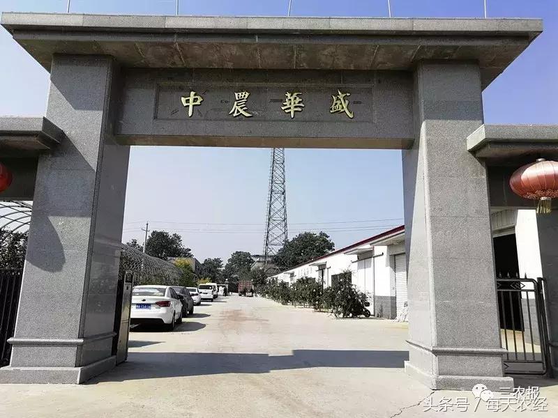 软籽石榴树苗春季修剪,软籽石榴树的栽培修剪