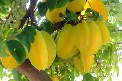 海南人最喜欢吃的食物,海南人吃最多的是什么