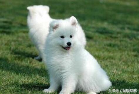 狗狗耳朵痒痒是什么情况,狗狗皮肤痒痒怎么治疗