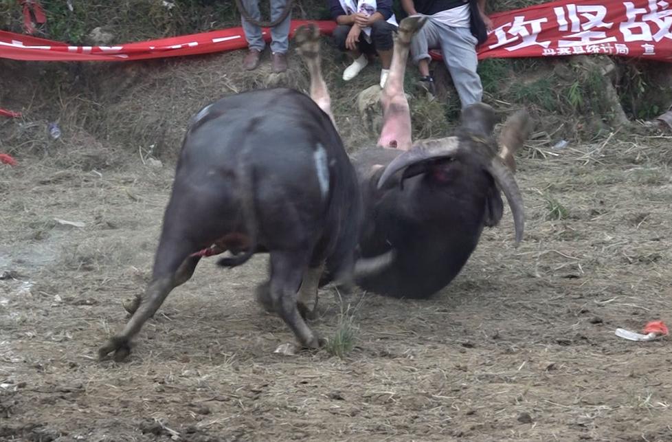 前呼后拥！777号“霸王龙”不负众望笑傲丹寨高排