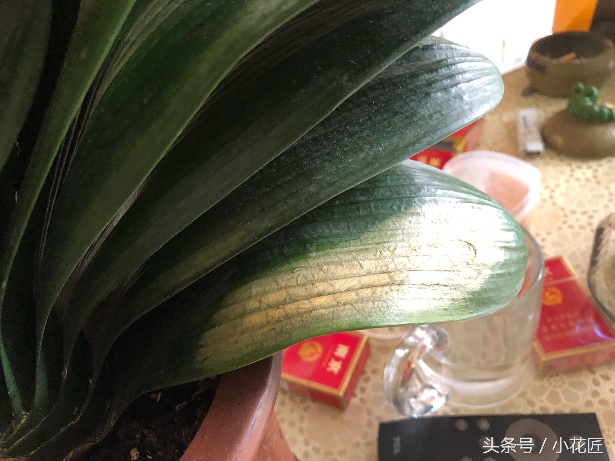 君子兰能不能晒太阳叶子发黄,为什么君子兰叶片发紫黑色