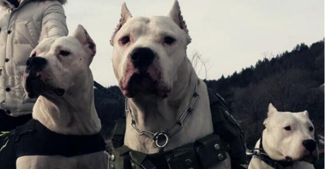 杜高犬可以当宠物养吗,杜高犬十个不养的理由