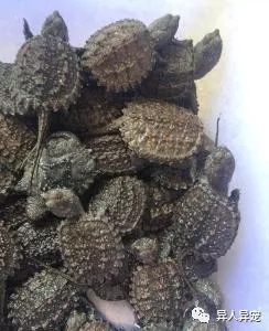 龟市行情回顾,龟市低迷却是新人入手的最好时机