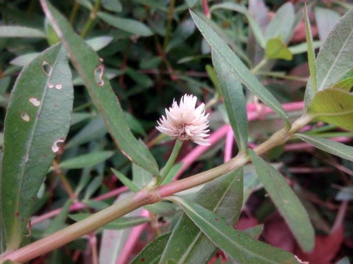 小时候都见过玩过的植物，但90%的人还不知道它们的名称